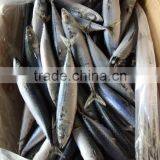 EEC,HACCP Certification and Whole Part Frozen Mackerel Scomber Scombrus thumbnail-4