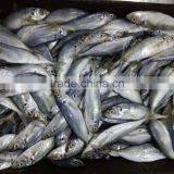 New Season Horse Mackerel Trachurus Japnonicus for Sale thumbnail-4