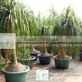 Nolina Recurvata for Indoor and Outdoor thumbnail-1