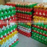 30 Holes Plastic Egg Tray for Packing and Transportation 30*30*5 cm Plastic Egg Tray thumbnail-5