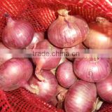 China fresh red Onion exporter