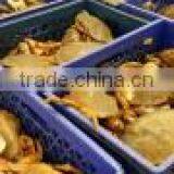 Dungeness Crab thumbnail-1