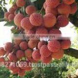 Canned Fresh Lychee in Syrup - 30 oz Tin (850ml x 24 Tins) thumbnail-1