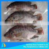 Supply 300-500g Tilapia for Sale thumbnail-1