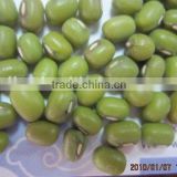 Green Mung Bean China origin
