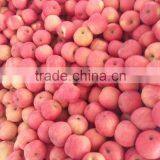 fresh chinese fuji apple 2014