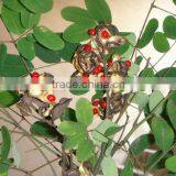 2015 Adenanthera Pavonina Seeds Saga Coral Tree Red Sandalwood Seeds For Growing