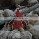 Poultry Automatic Feeding System/Automatic Poultry Feeding And Drinking System thumbnail-4