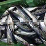 Pacific Mackerel thumbnail-2