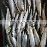 High-quality Sardine For Bait on Sale thumbnail-3