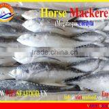 FROZEN W/R HORSE MACKEREL thumbnail-1