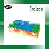 Classroom Teaching Geography Educational Model thumbnail-3