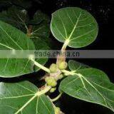 FICUS BENGALENSIS thumbnail-2
