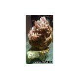 Petrified Wood thumbnail-1