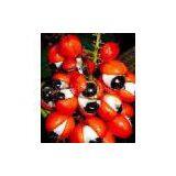 Guarana P.E. thumbnail-1