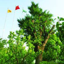 SUCCESS ENGINE factory-22