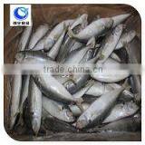 Horse Mackerel Price