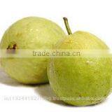 Pink ,White Guava Export in India thumbnail-3