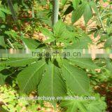 Heath Care Guilin Mountain Tea Green Tea thumbnail-2