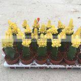 Flowering Succulent Plants thumbnail-2