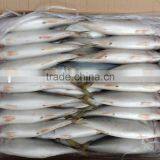 Whole Round Frozen Food Mackerel Fish 6-8pcs/kg Newly Caught for Market