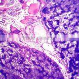 Biology microscope glass human histology prepared slides for microscopes