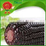 Sweet Yellow Corn/yellow Corn Price Yellow Corn for Human Consumption thumbnail-5