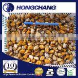 Frozen Mussel Meat thumbnail-1