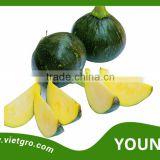High Yield F1 Hybrid Pumpkin Seed - YOUNG