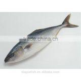 Frozen Pacific Mackerel Size 300-500g Per Piece thumbnail-1