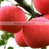 150# Fresh Fuji Apple thumbnail-1