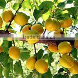 Fruit Tree Seedling thumbnail-2