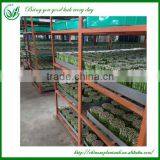 Indoor Straight Lucky Bamboo Plants Sale thumbnail-2