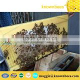 Professional Manufacturer Beekeeping tools Plastic beehive frame