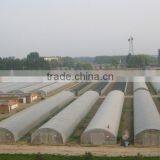 Single-Span Hot-Dip Galvanized Steel Pipe Frame 200mm PVC Film Covered Greenhouse thumbnail-6