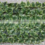 2016 Newest Design Hot Sale Boxwood Mat Artificial Boxwood Mat Artificial Green Hedge thumbnail-4