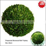 Preserved Big Boxwood Ball Topiary thumbnail-1