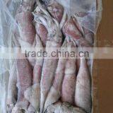 Sugar Cameroon of Illex Squid thumbnail-1