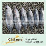 Offer New Frozen Albacore Tuna Lot Number#kmw4002 thumbnail-1