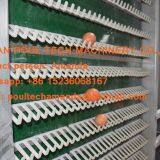 Южноафриканская клетка для разведения кур