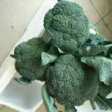 Fresh Broccoli thumbnail-2