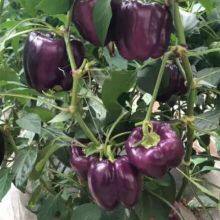 Purple Hybrid Blocky Sweet Pepper Seeds thumbnail-4