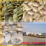 Pumpkin Seeds GWS AAA/AA/A/ Oil Grade thumbnail-5