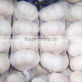 Garlic Exporter thumbnail-1
