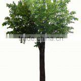 Hotel,Plaza,Shopping Mall Decorative Real Trunk Artificial Tree