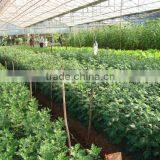 Greenhouse Film thumbnail-4