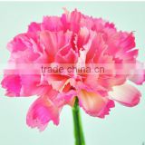 High quality artificial flower ,real touch carnation for home decor