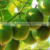 Fructus Momordicae Extract Glycosides 80% thumbnail-1