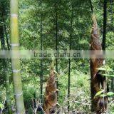 Chinese Best High Purity Bamboo Seeds For Growing