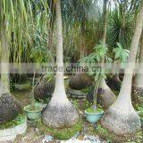 Beaucarnea Recurvata Lem Nolina Recurvata of Outdoor Landscape Ornamental Decorative Trees Plants thumbnail-6
